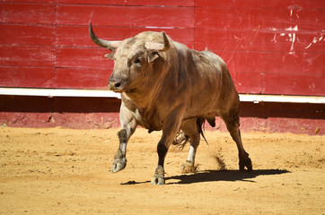 toro en españa © alberto