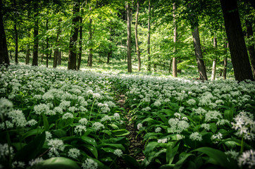 white blossoming flowers of wild garlic