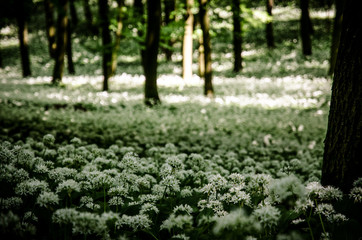 white blossoming flowers of wild garlic