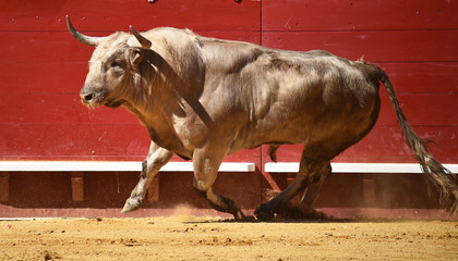 toro en españa