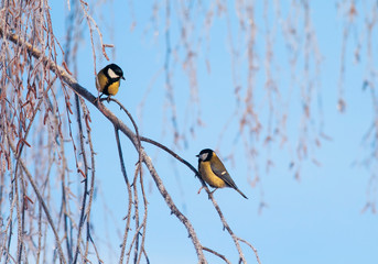 Beautiful little two birds of a tit sit on branches covered with fluffy white frost in a winter park