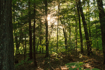 Sunset in the forest