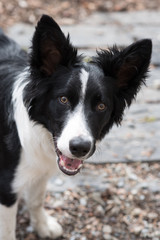 Cute black and white Border Collie puppy In the mountain on Andorra
