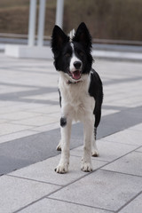 Cute black and white Border Collie puppy In the mountain on Andorra