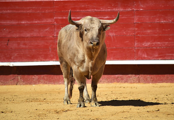 bull in spain