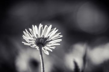 white  daisy flower monochrome