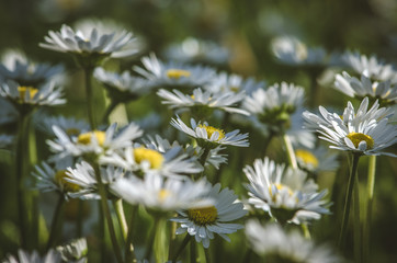 white  daisy flower