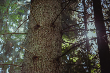 świerk na tle zachodzącego słońca