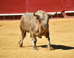 toro grande en españa