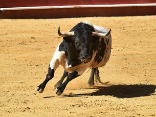 toro grande en españa