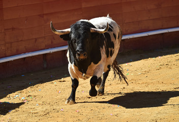 toro español en plaza de toros
