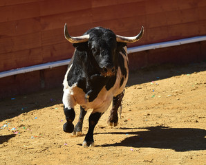 toro grande en españa