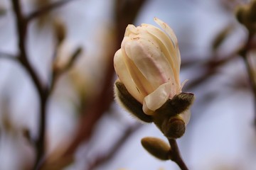 Fototapeta na wymiar aufgehende Blüte der Magnolie 