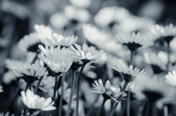 white  daisy flower monochrome