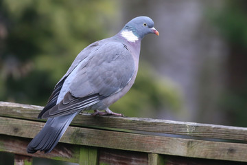 Wood Pigeon