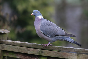 Wood Pigeon