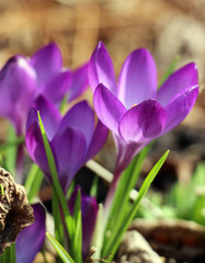 Lila Krokus im Sonnenlicht