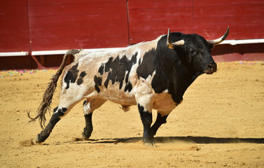 toro grande en españa