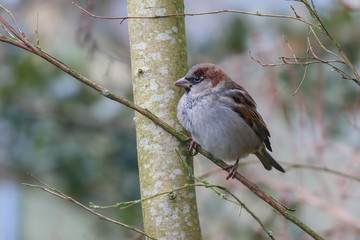 Sparrow