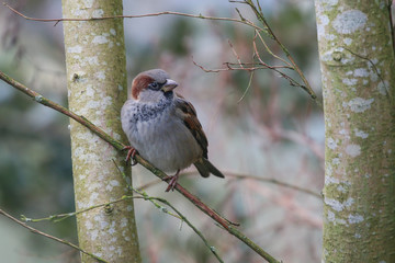 Sparrow