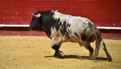 toro en españa