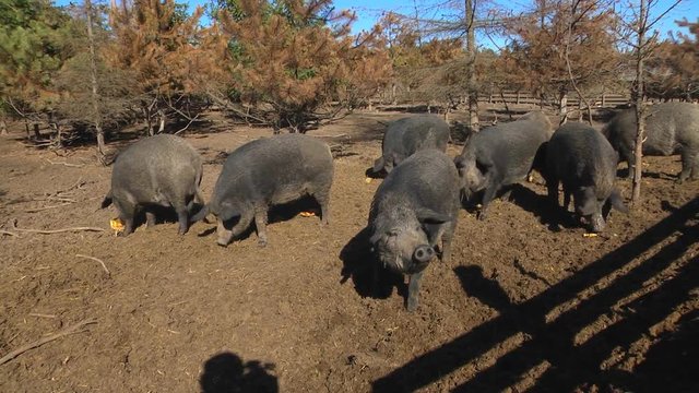 Black Pigs eating and fighting in farm pasture
