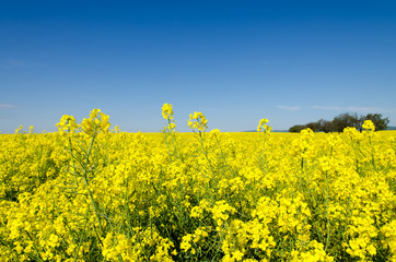 Obraz premium blossoming fields
