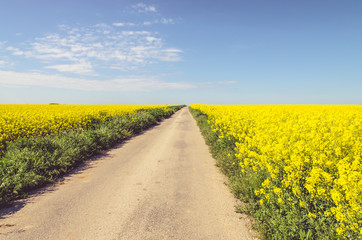 rural path through blossoming fields