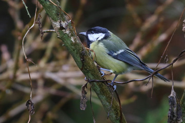 Great Tit