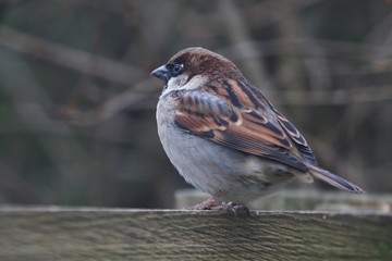 Sparrow