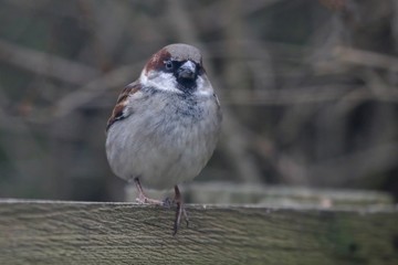 Sparrow