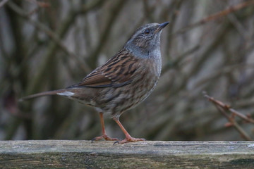 Dunnock