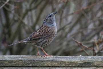 Dunnock