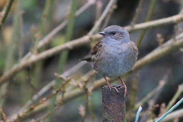 Dunnock