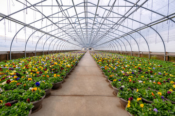 colorful pansies in greenhouse 