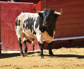 toro español en plaza de toros