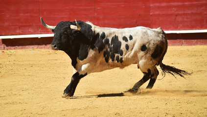 toro grande en españa