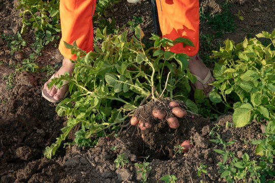 Young woman farmer in orange work clothes digs potatoes for food. First crop of pink young potatoes collected in the garden. Concept of ecological nutrition, biological, vegetarian style