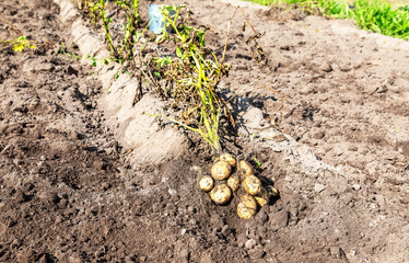 Potato harvest on the field