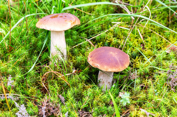 Forest edible mushrooms in the green moss