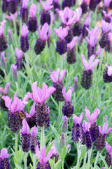 Close up of purple flowers of Lavandula Stoechas 'Anouk' (French Lavender or Butterfly Lavender)