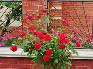 Naklejka premium Red climbing roses, small climber against an iron fense on the street