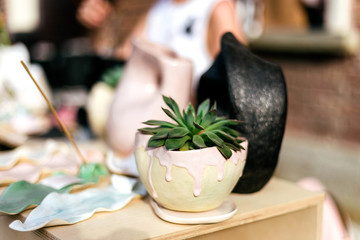 Home and garden plants in the pots on the summer garden market