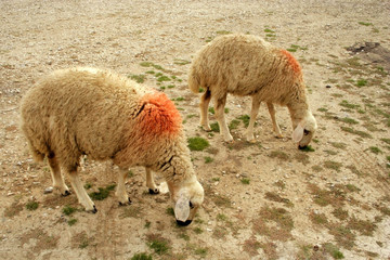 Fototapeta premium sheep grazing in mountain