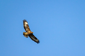 Common buzzard (Buteo buteo) bird of prey in flight against clear blue skies