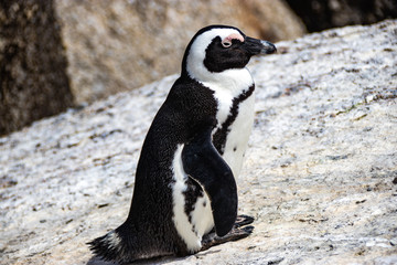 Obraz premium African (jackass) penguin bolder beach Cape Town unspoiled nature parks and nature reserves of South Africa