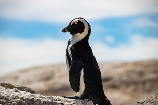 African (jackass) penguin bolder beach Cape Town unspoiled nature parks and nature reserves of South Africa