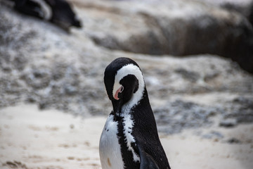 Obraz premium African (jackass) penguin bolder beach Cape Town unspoiled nature parks and nature reserves of South Africa