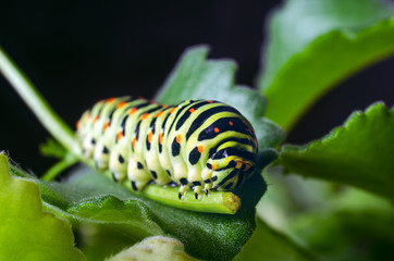 Caterpillar of the Machaon crawling on green leaves, close-up