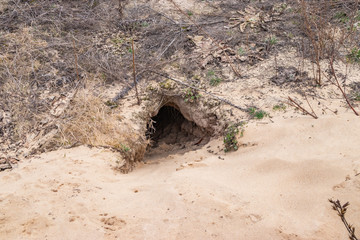 Burrow in the ground for fox, groundhog, habitat